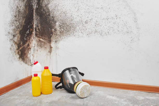 Best Toxic Mold Removal  in Norris, TN