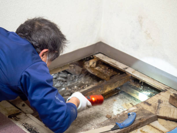 Mold Removal and Inspection in Norris, TN