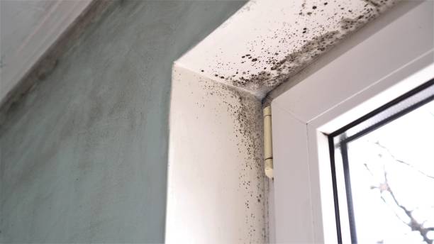 Best Mold Damage Repair  in Norris, TN