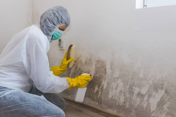 Best Mold Testing and Removal  in Norris, TN