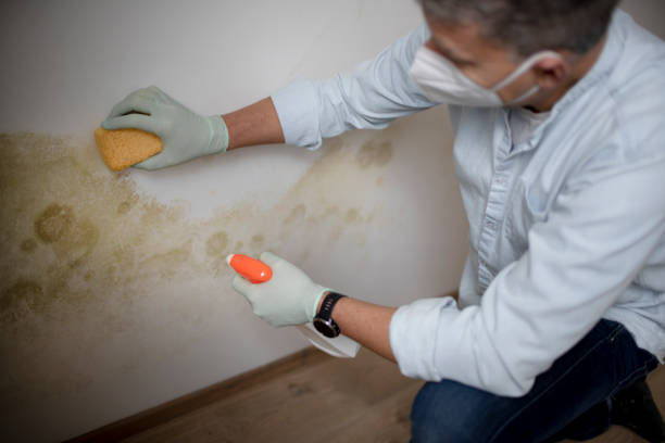 Best Professional Mold Removal  in Norris, TN