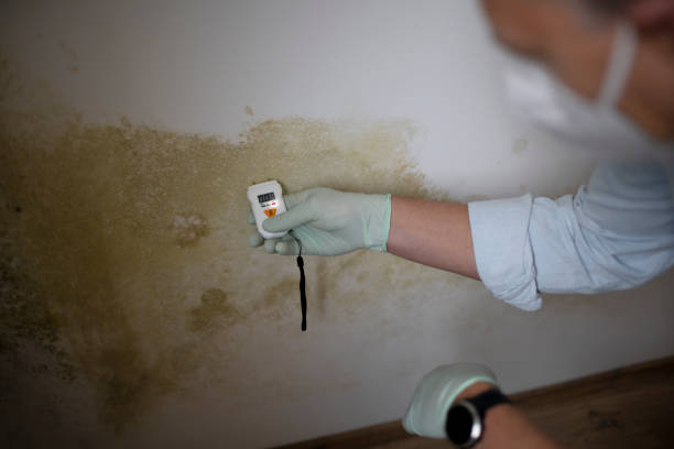 Trusted Norris, TN Mold Removal Experts