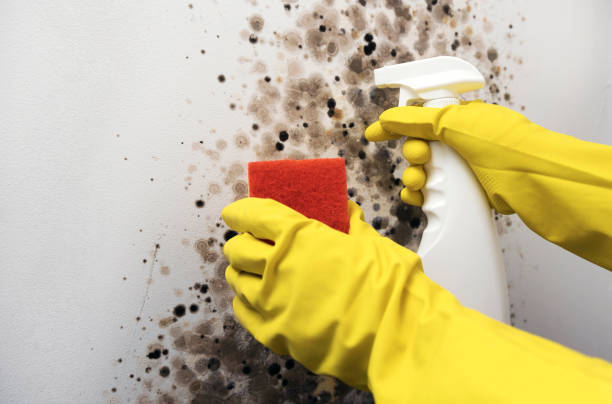 Best Residential Mold Removal  in Norris, TN