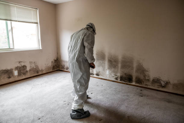 Best Fast Mold Removal  in Norris, TN