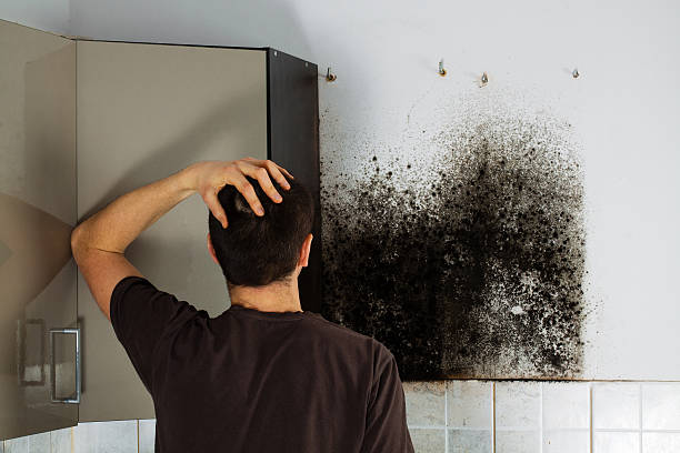 Best Mold Removal Process  in Norris, TN