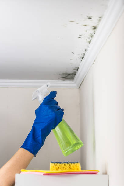 Best Certified Mold Removal  in Norris, TN